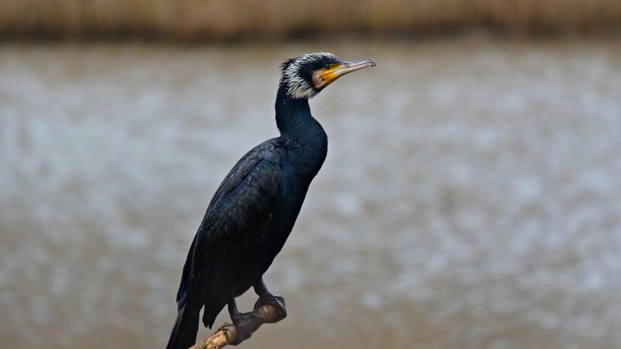 Cormorant 4903910 1920