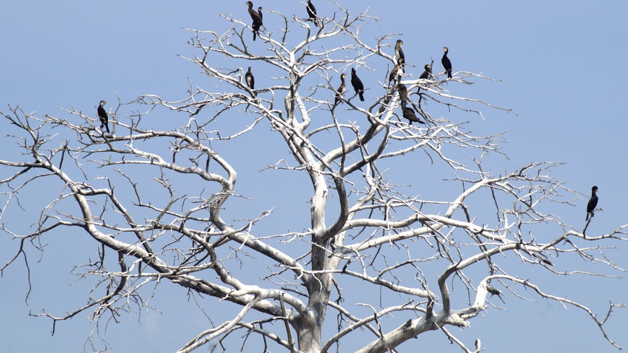 Cormorants 3590584