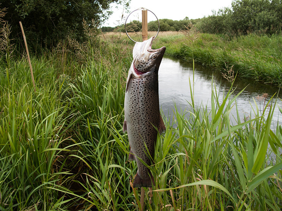 Wesman, 3,9 kg fra Jordbro.jpeg