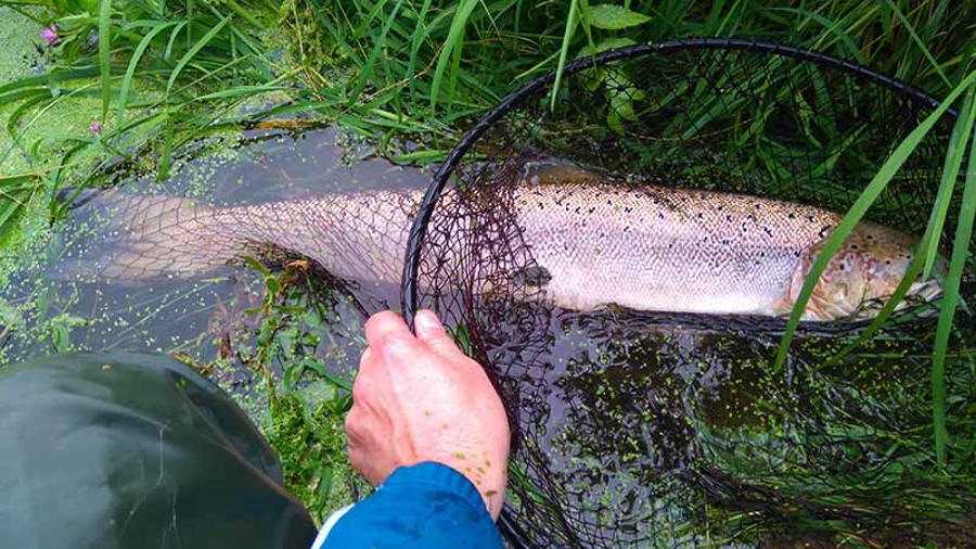 Nils Ole Kjær 95 cm hunlaks fladså aug 2017_0.JPG