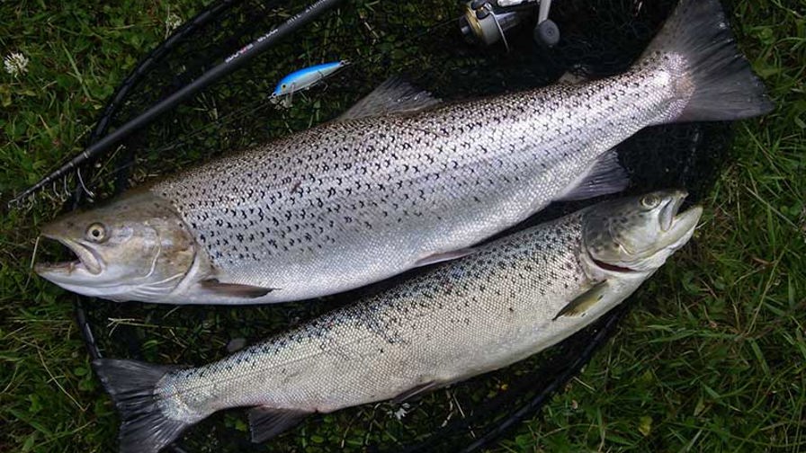 seatrout 214 Kopie.JPG