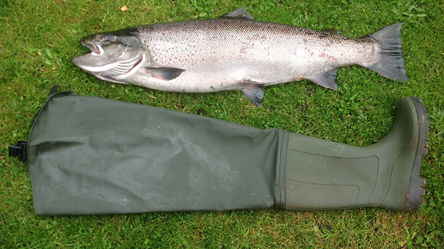 Ivan andersen, 95 cm, 10,10 kg, waders.jpeg