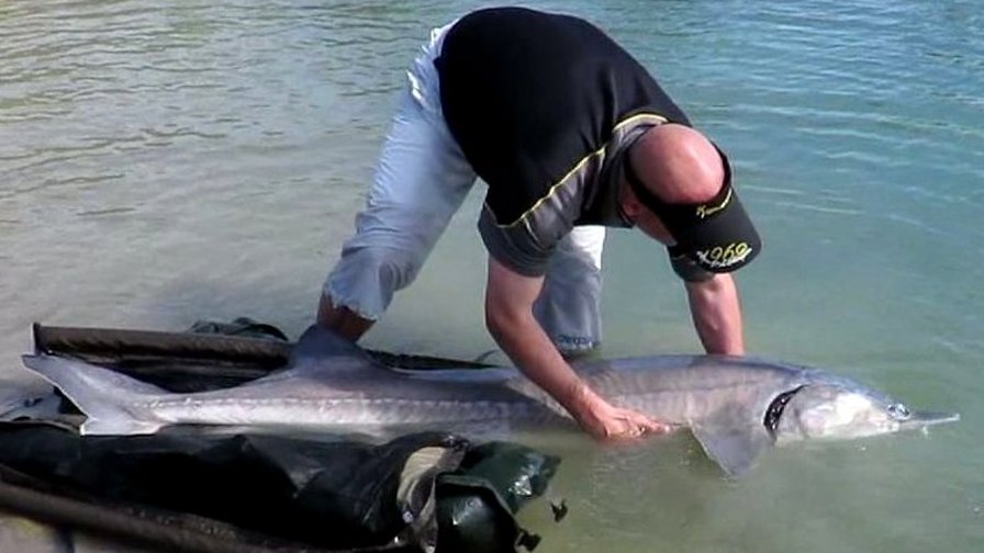 Beluga på 53 kg.jpg