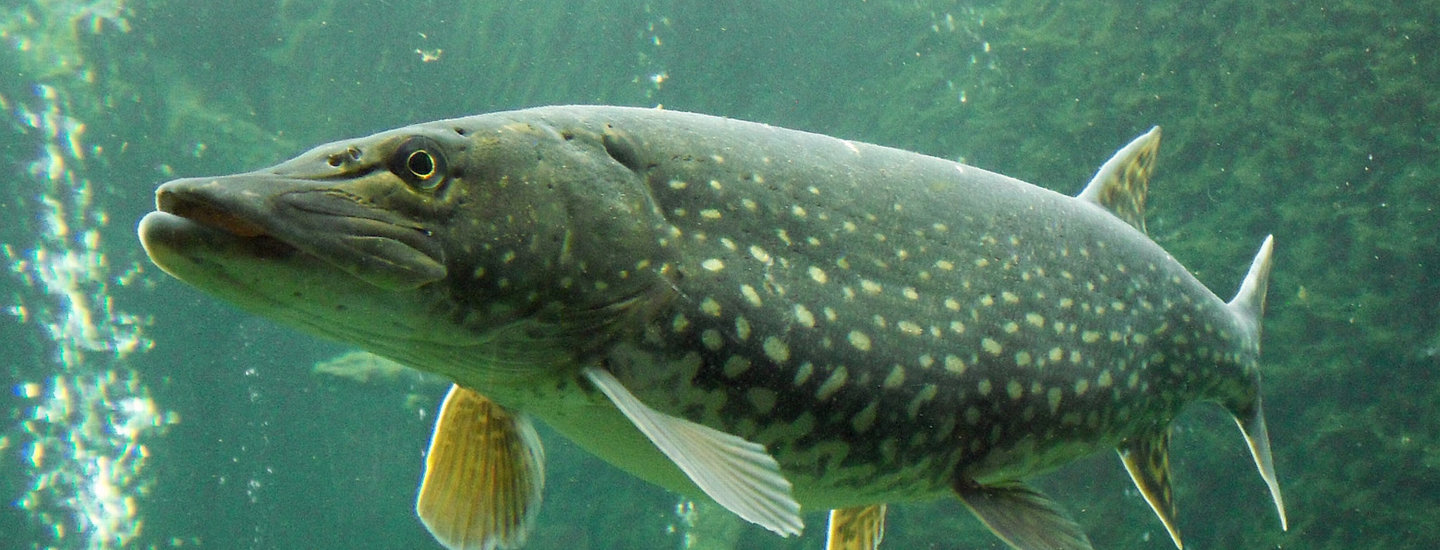 Esox_lucius_ZOO_1.jpg