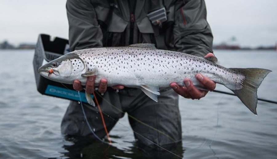 Blankfisk Fishing Zealand