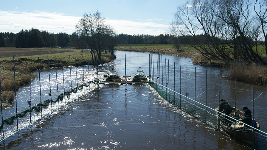 Borriskrog Skjern Å.JPG