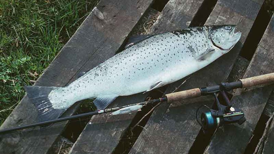 seatrout 046 Kopie.JPG