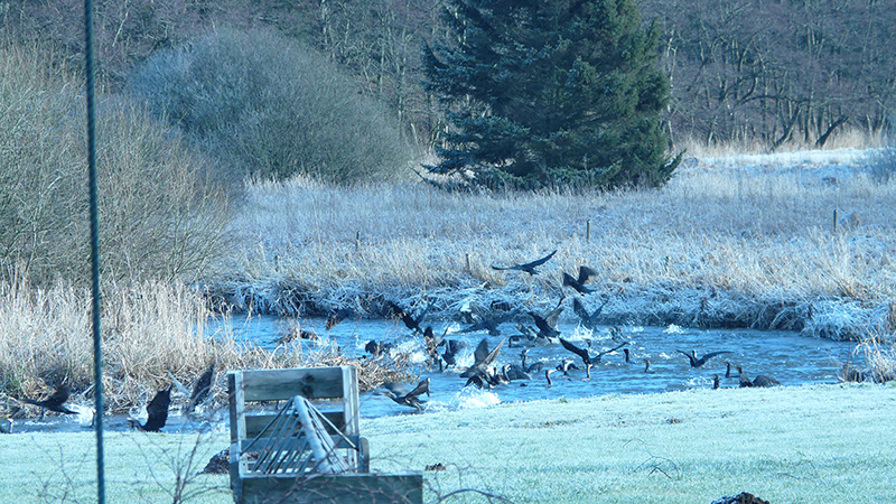 skarv ø gudenå jan 2012_0.jpg