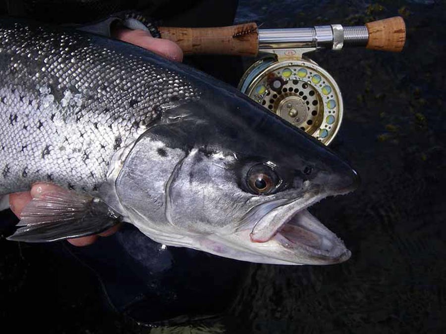 seatrout 184 Kopie.JPG