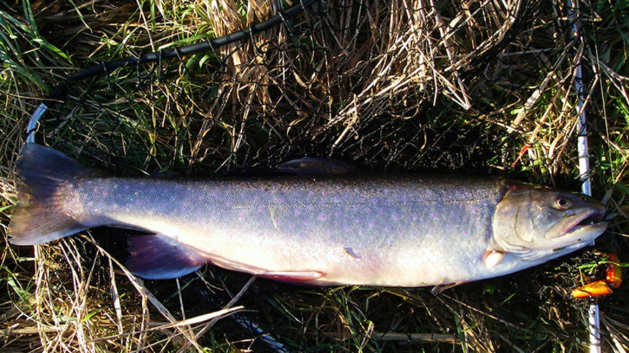 foto 2, Fjeldørrd på 47 cm .JPG