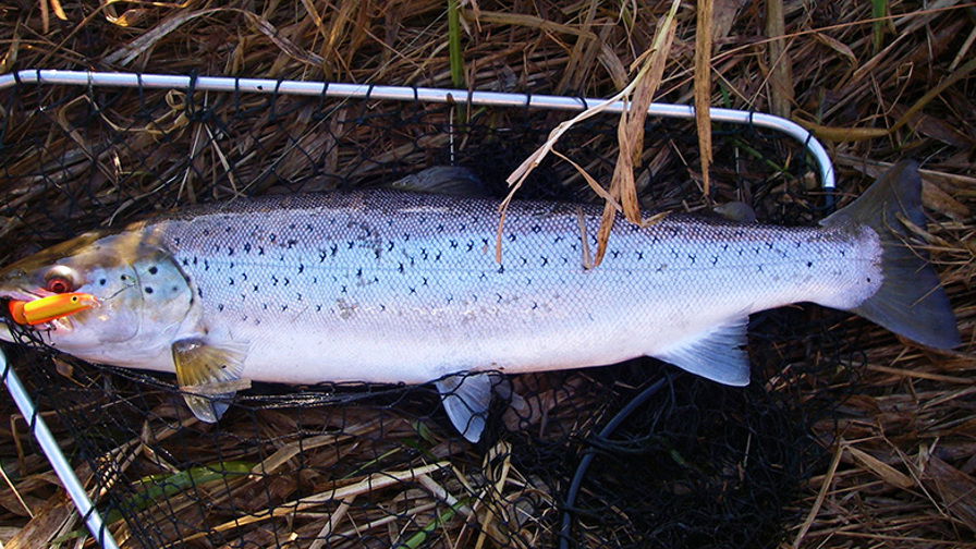 Foto 1, Overspringer på 1,75 kilo og 54 cm.JPG