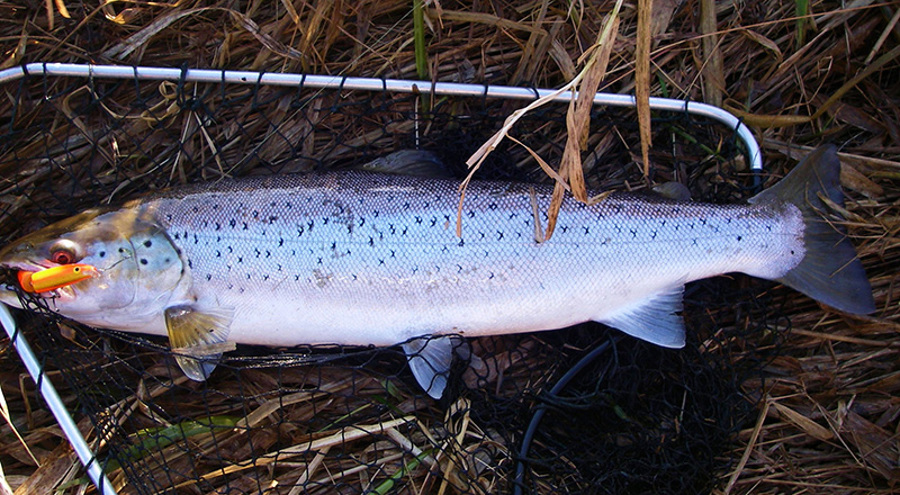 Foto 1, Overspringer på 1,75 kilo og 54 cm.JPG