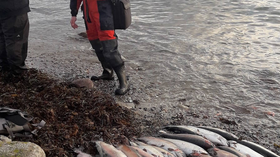 Billed, Fiskerikontrollen på besøg under det vilde fiskeri.jpg