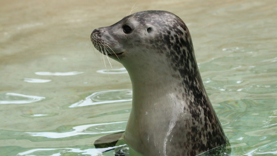 Seal_portrait-IMG_2368_2.jpg