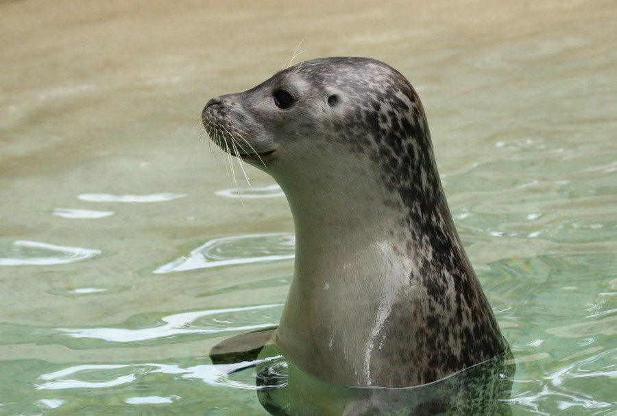 Seal_portrait-IMG_2368_2.jpg