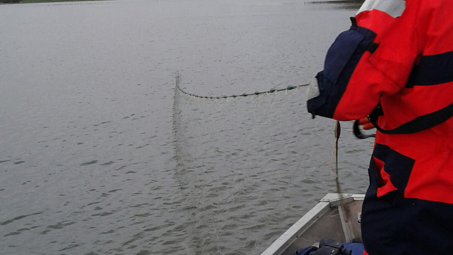 Billed 1, Fiskerikontrollen fandt 18 ulovlige nedgarn i Skælskør Fjord i sidste uge.jpg