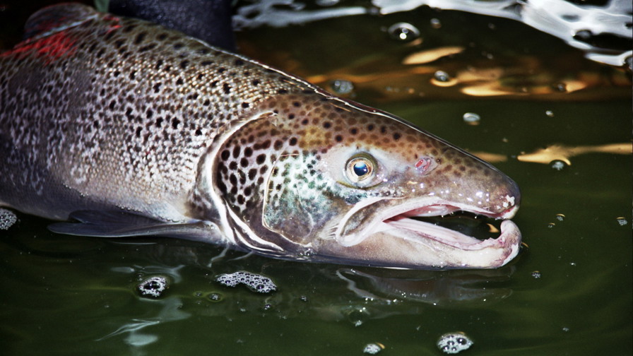 Atlantic_Salmon_Male_(5198590554).jpg