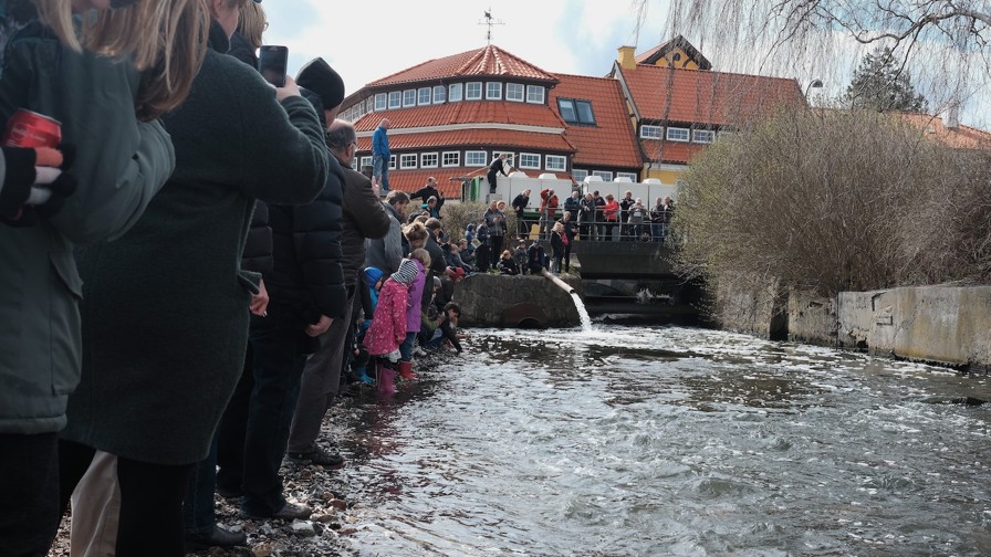 Billed 4, Da alle var på plads, blev de 10.000 ørreder lukket ud i det fri.JPG