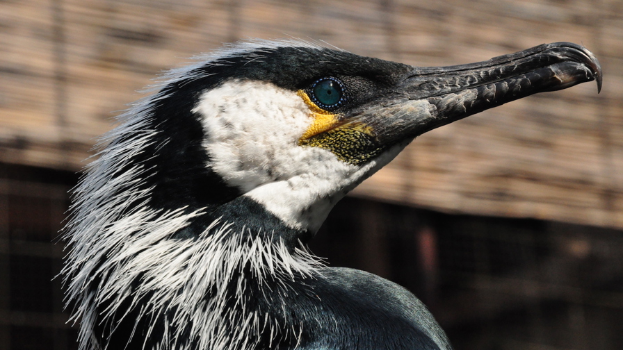 Phalacrocorax_capillatus_-head-kopi.jpg