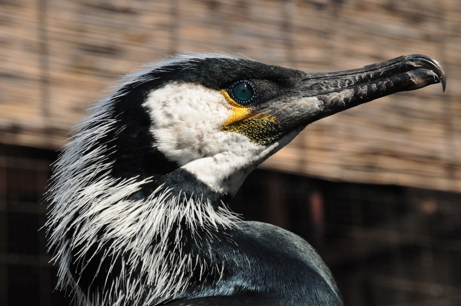 Phalacrocorax_capillatus_-head-kopi.jpg