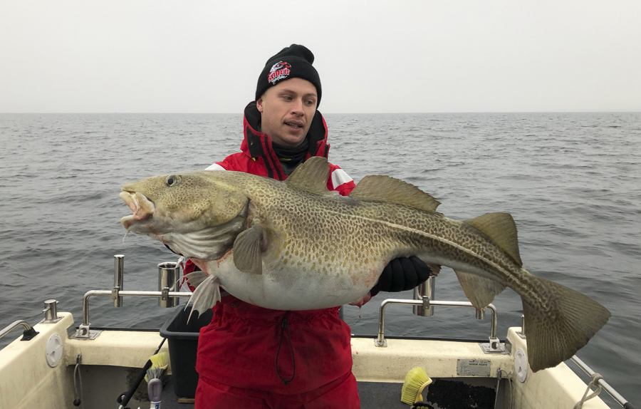 torsk_øresund_1.jpg