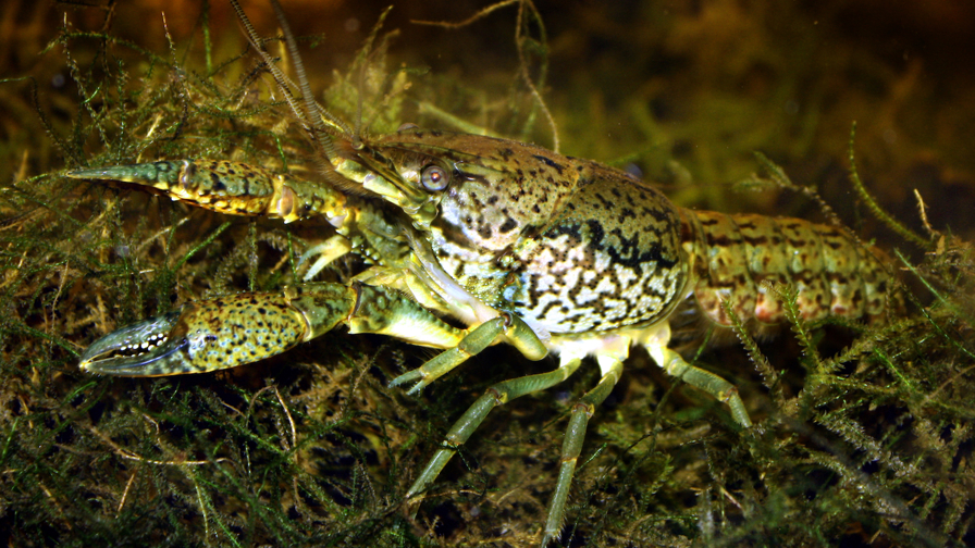 Marmorkrebs_Procambarus_fallax_forma_virginalis.JPG