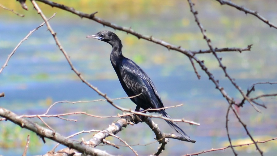 Cormorant