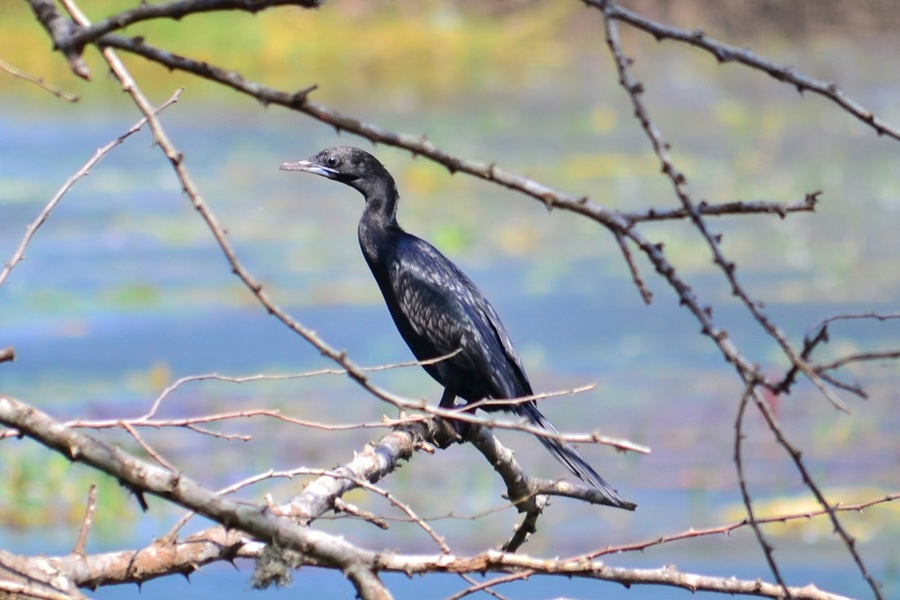 Cormorant