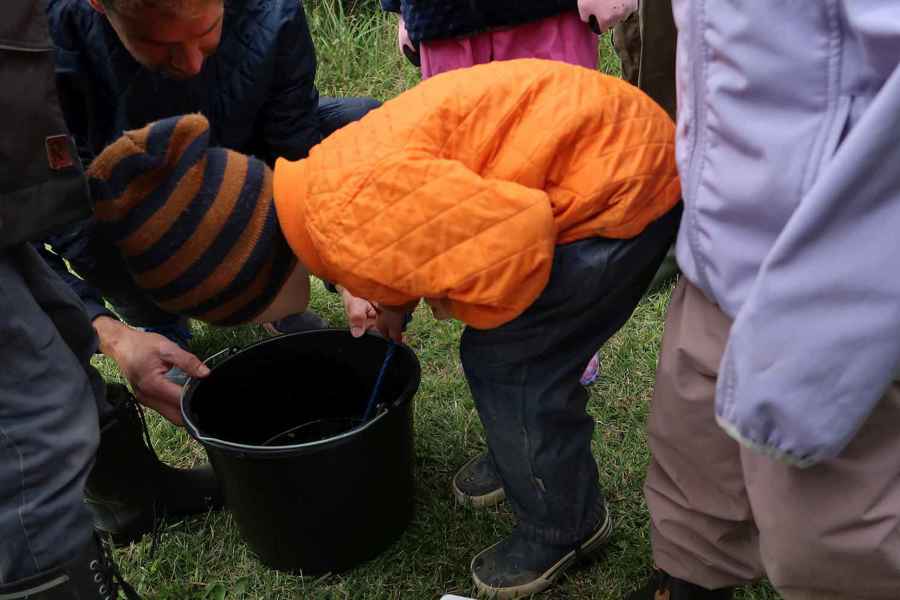 Billed 1, Charlie På 4 År Er Meget Interesseret I De Små Ørreder Vi Fangede Under Bestandsanalysen I Dammevandløbet, 15. September 2019