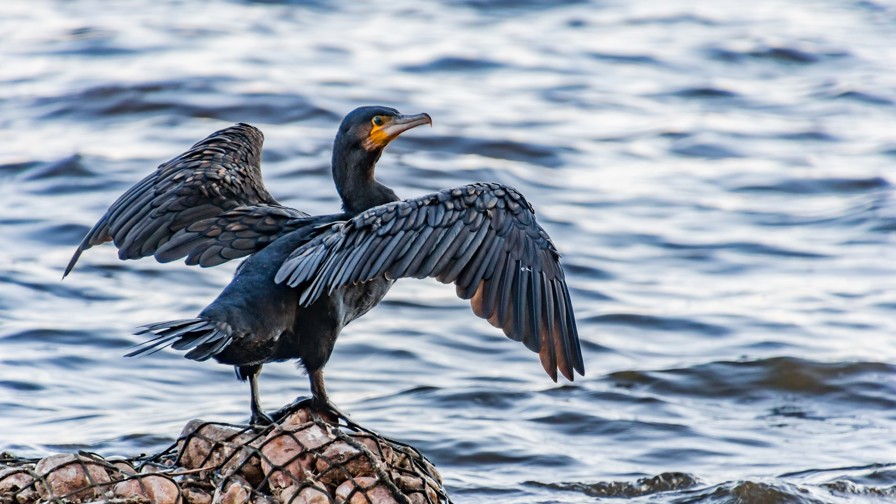 Cormorant 3763440 1920