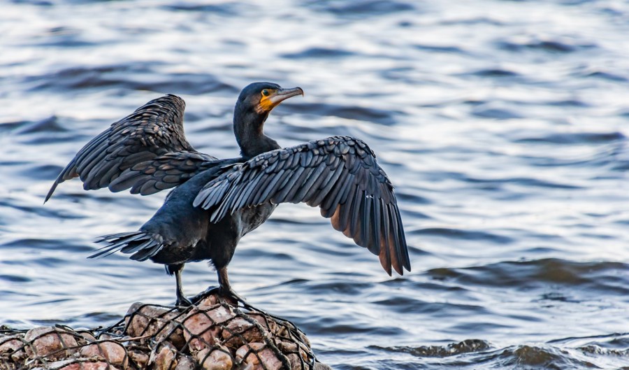 Cormorant 3763440 1920