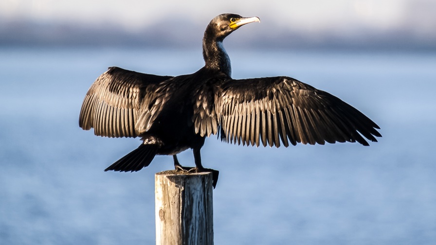 Cormorant 2394866