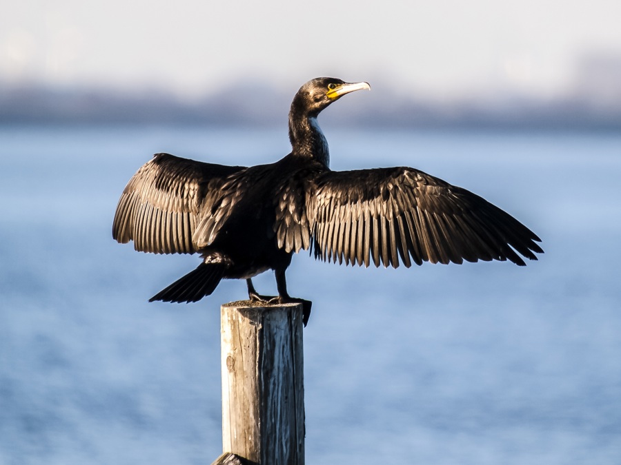 Cormorant 2394866