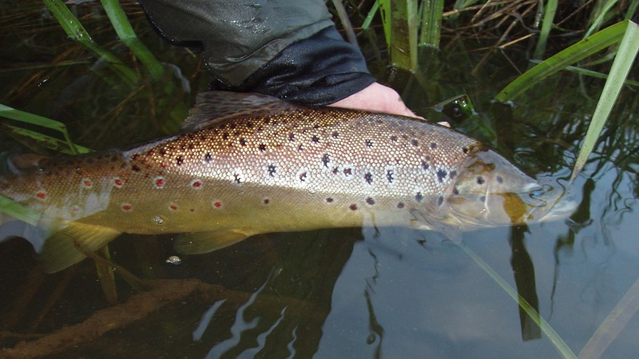 Billed 2, Bækørred På 55 Cm, Juni 2010