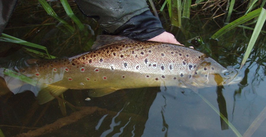 Billed 2, Bækørred På 55 Cm, Juni 2010