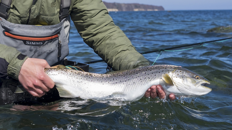 Kystfiskeri Sjælland Havørred 1