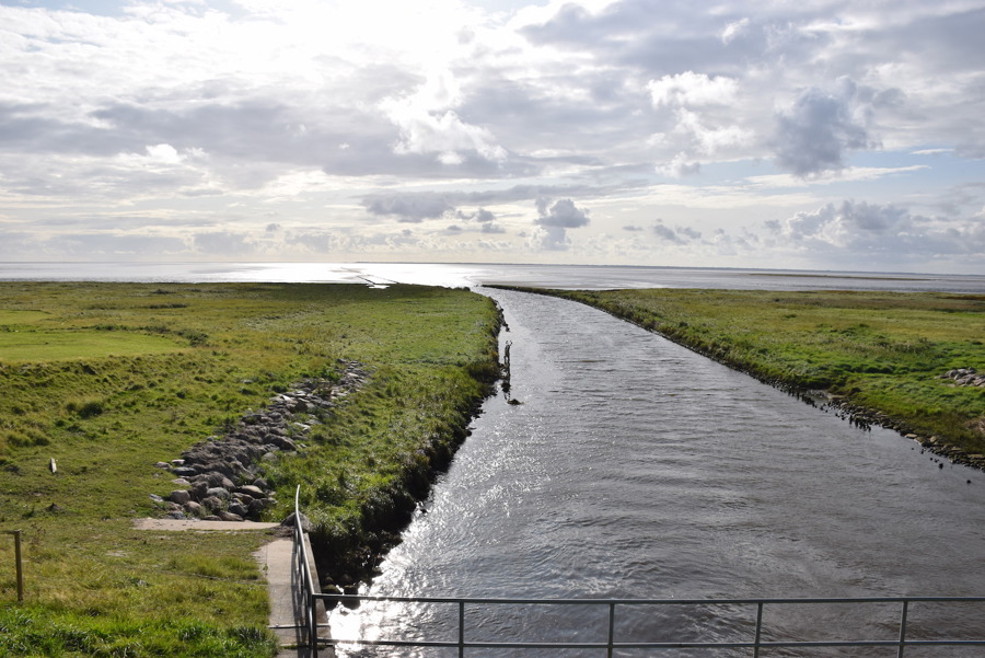 Vadehavet Blåmuslinger Muslingeskrab