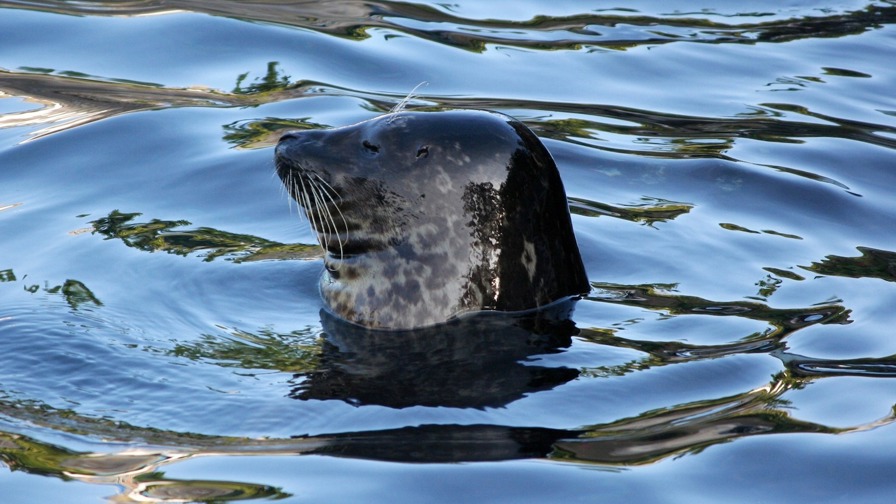 Harbor Seal 58394