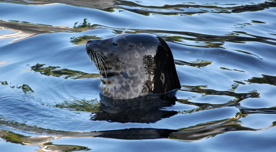 Harbor Seal 58394