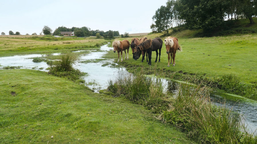 Nr Felding Bæk 1561, 9 Sept 19 CMYK Rettet