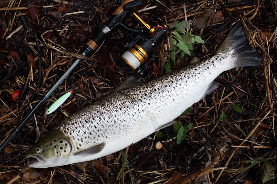 Hotshot Gennemløber Og 61 Cm Ørred Fra Snævringen