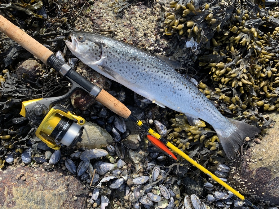 Laan En Gratis Fiskestang