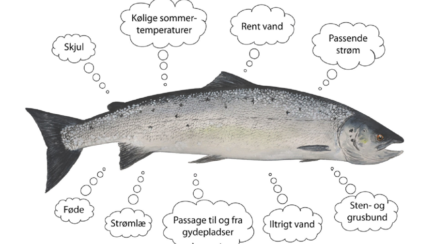 Tænk Som En Laks (1)