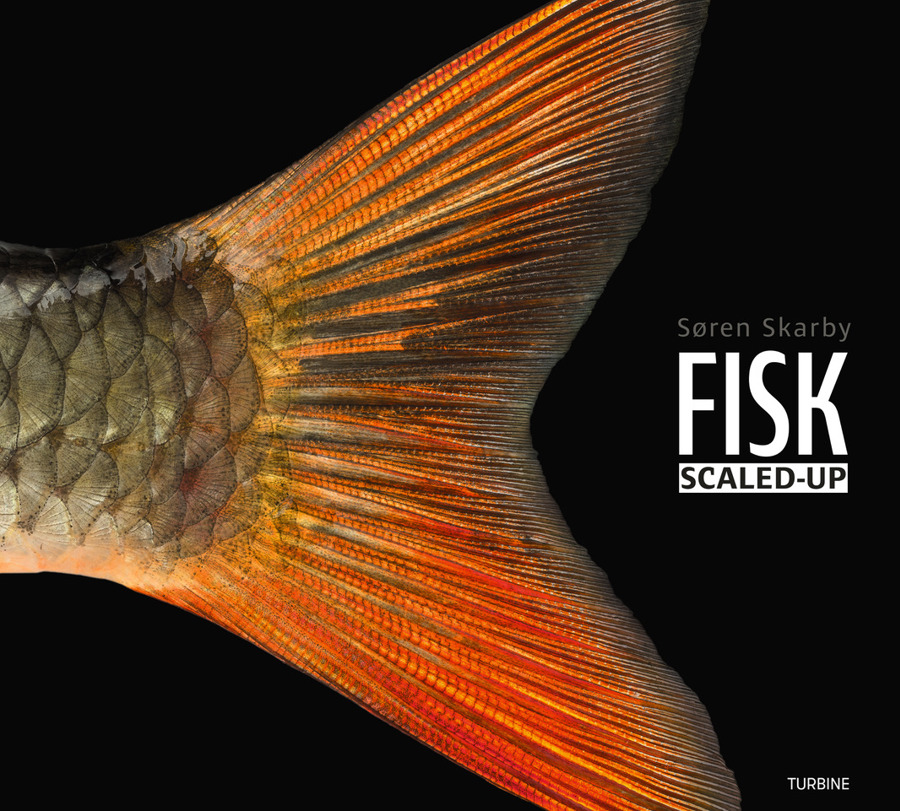 FISK FORSIDE 2