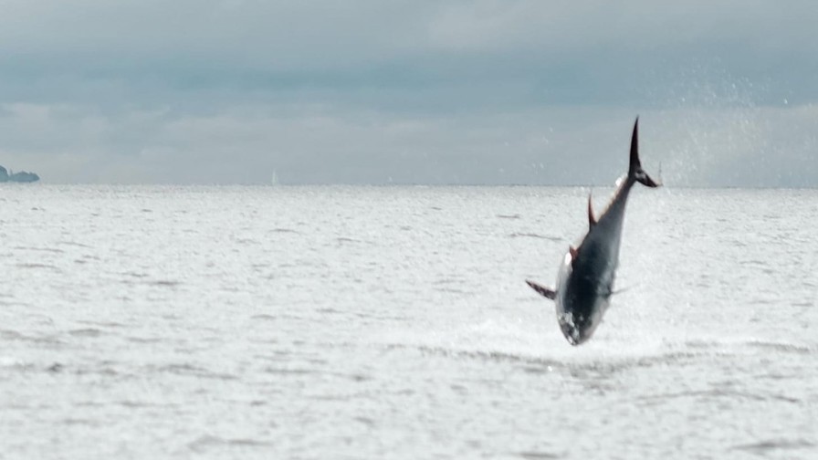 Tun I Spring I Øresund Fotograf Ole Thomsen Nr. 3 Kopi