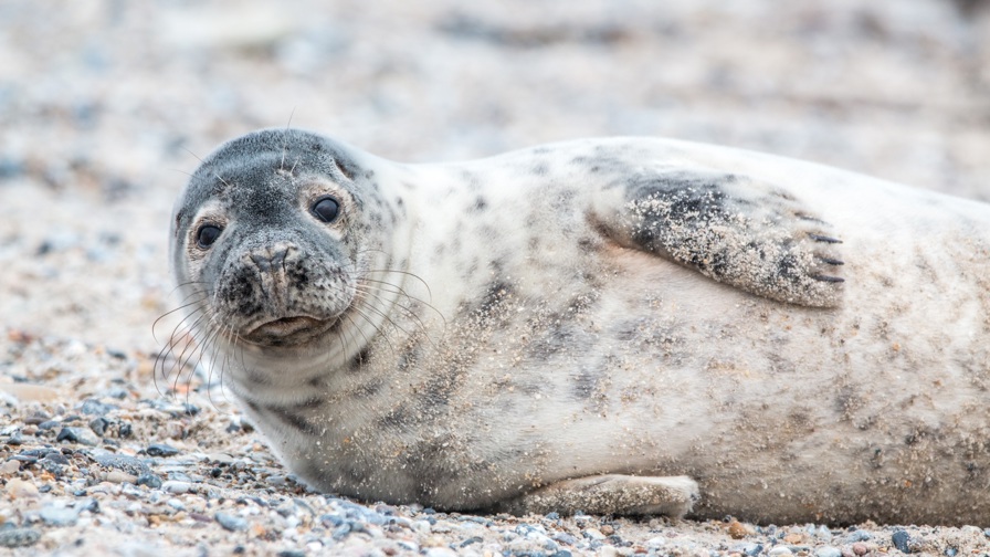 Grey Seal 3281160