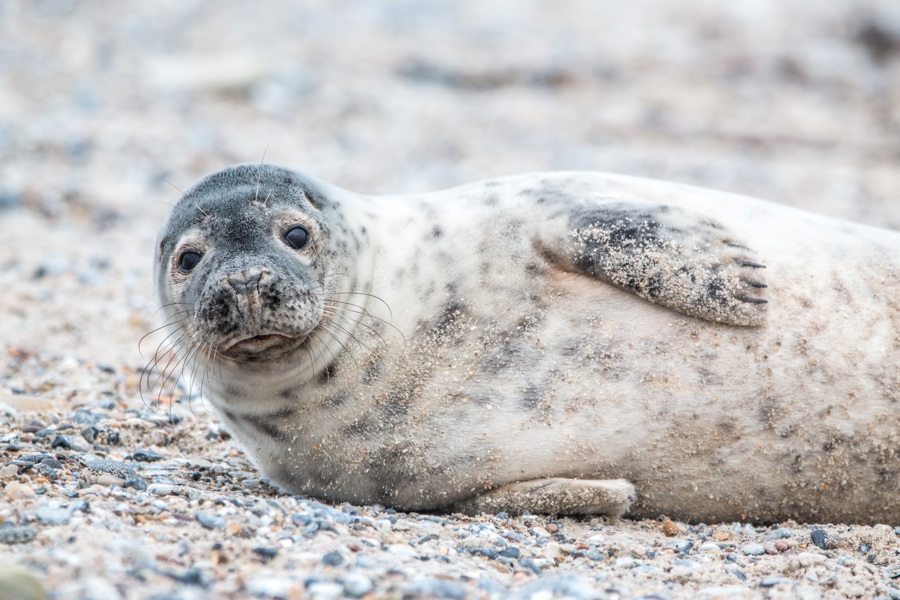 Grey Seal 3281160