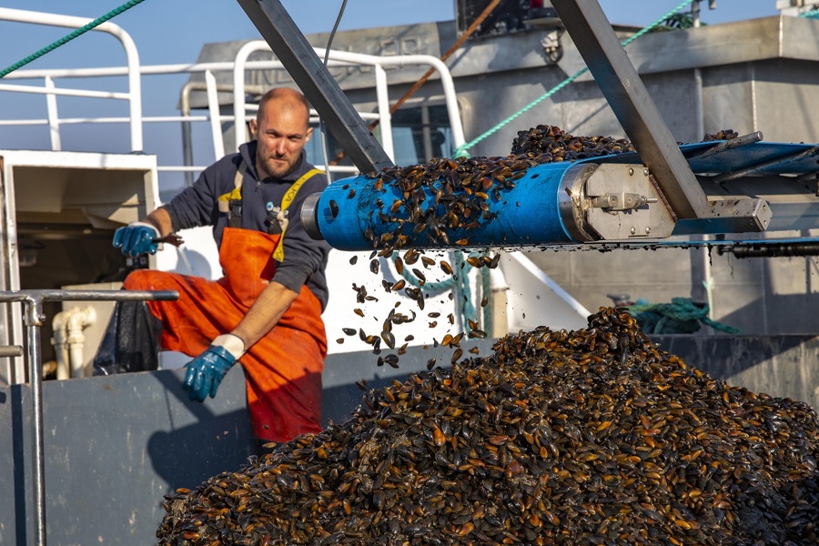 Muslinger Høstes Fra Liner Og Opsamles På Pram Til Senere Udlægning III, Foto Mads Fjeldsø